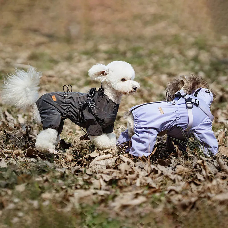Waterproof raincoat for small dogs